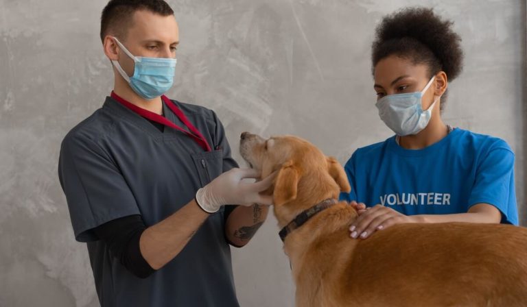 What Are The Best Vet Schools In The United States?